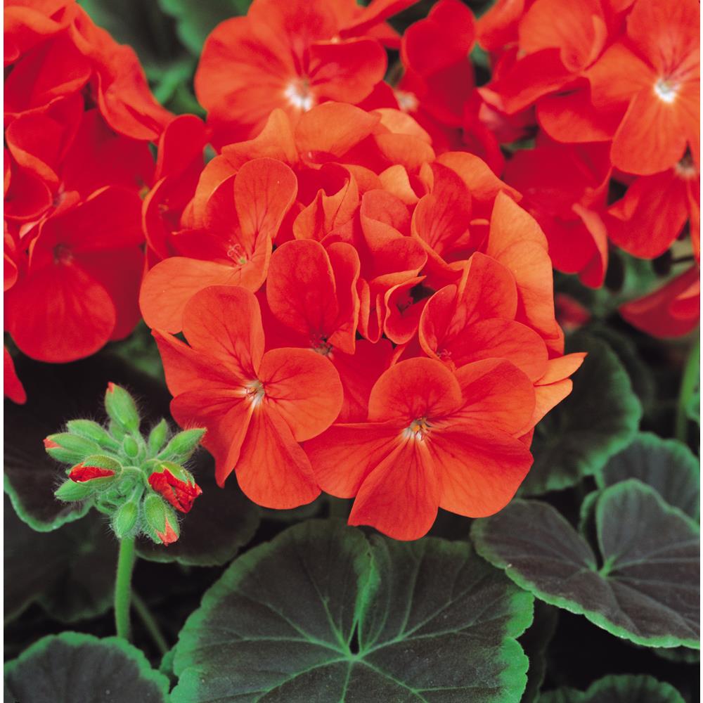 Geranium Bulls Eye Scarlet Starter Plnts