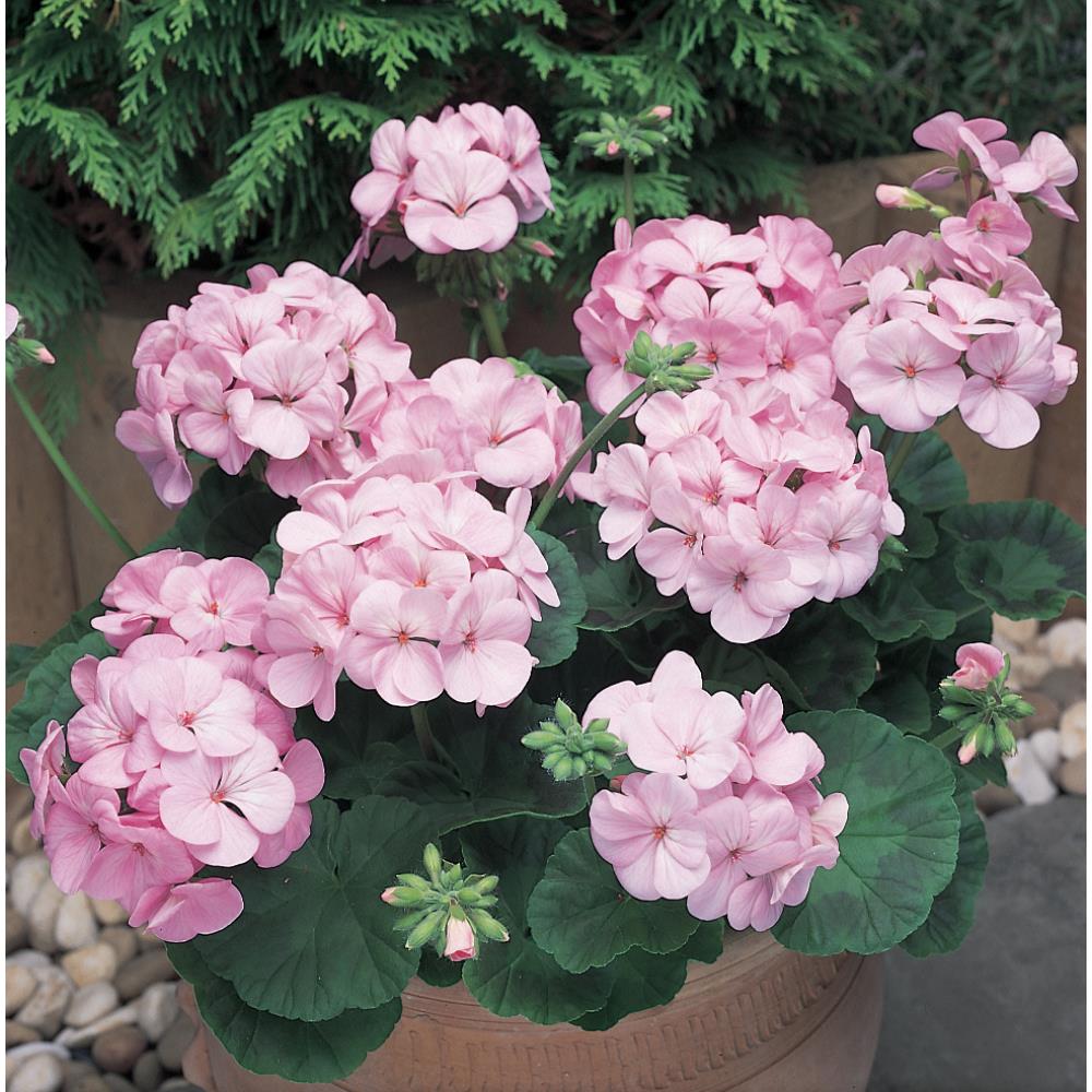 Geranium New Century Aplblsm Strtr Plnts