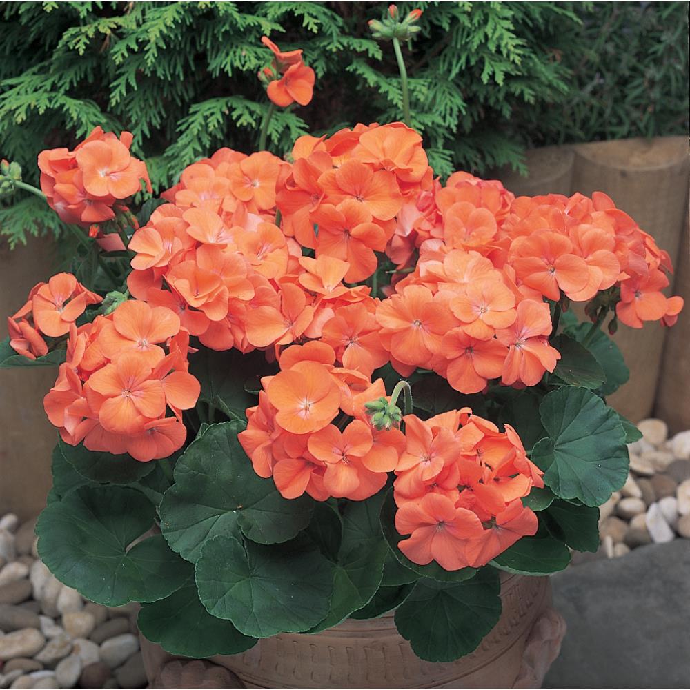 Geranium New Century Orange Strtr Plants