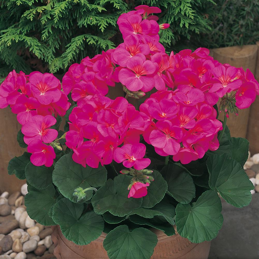 Geranium New Century Violet Strtr Plants
