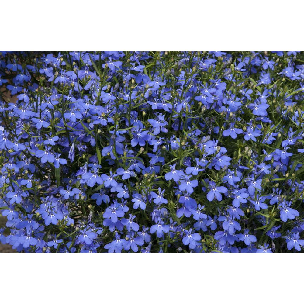 Lobelia Waterfall Blue Starter Plants