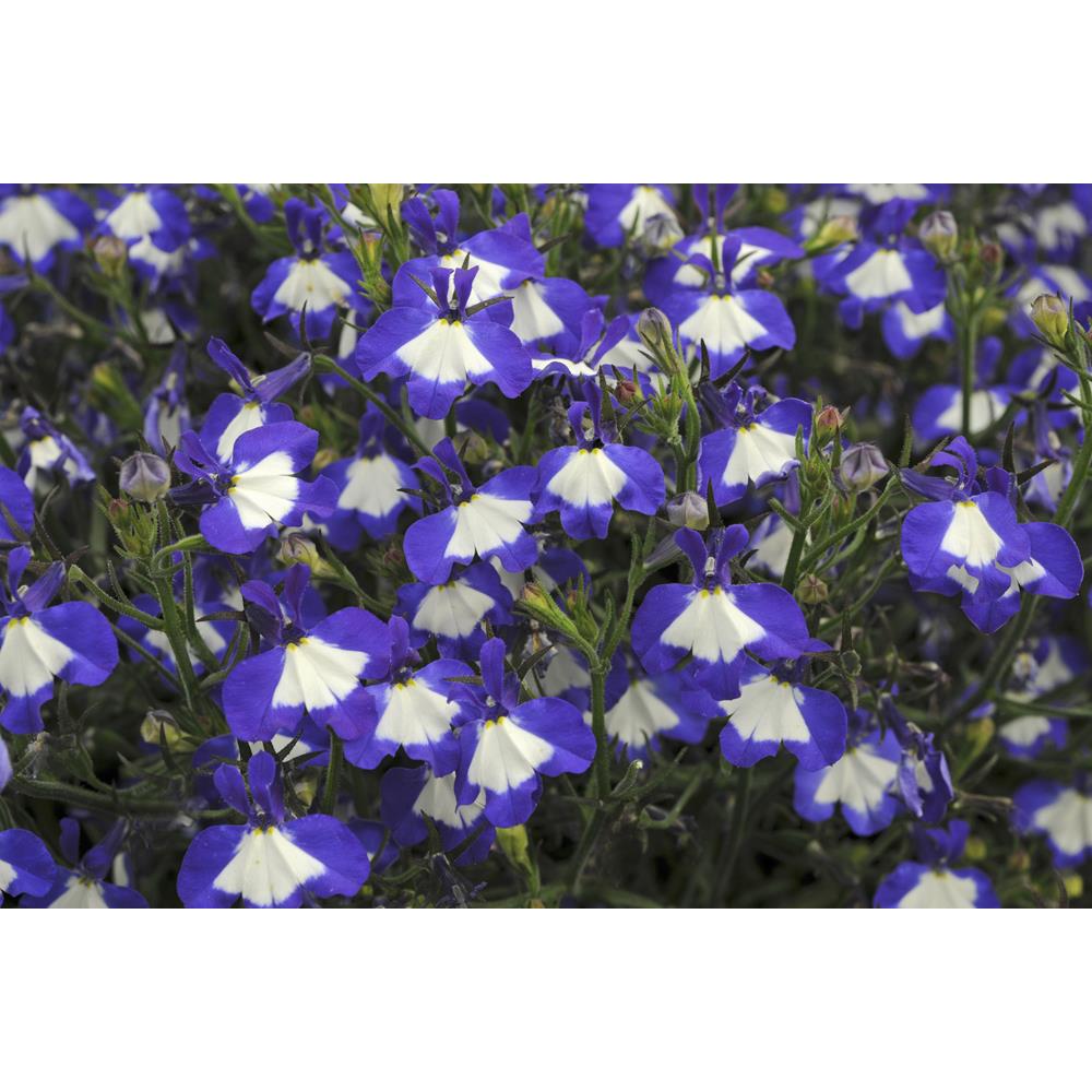Lobelia Waterfall Blue Ice Strtr Plants