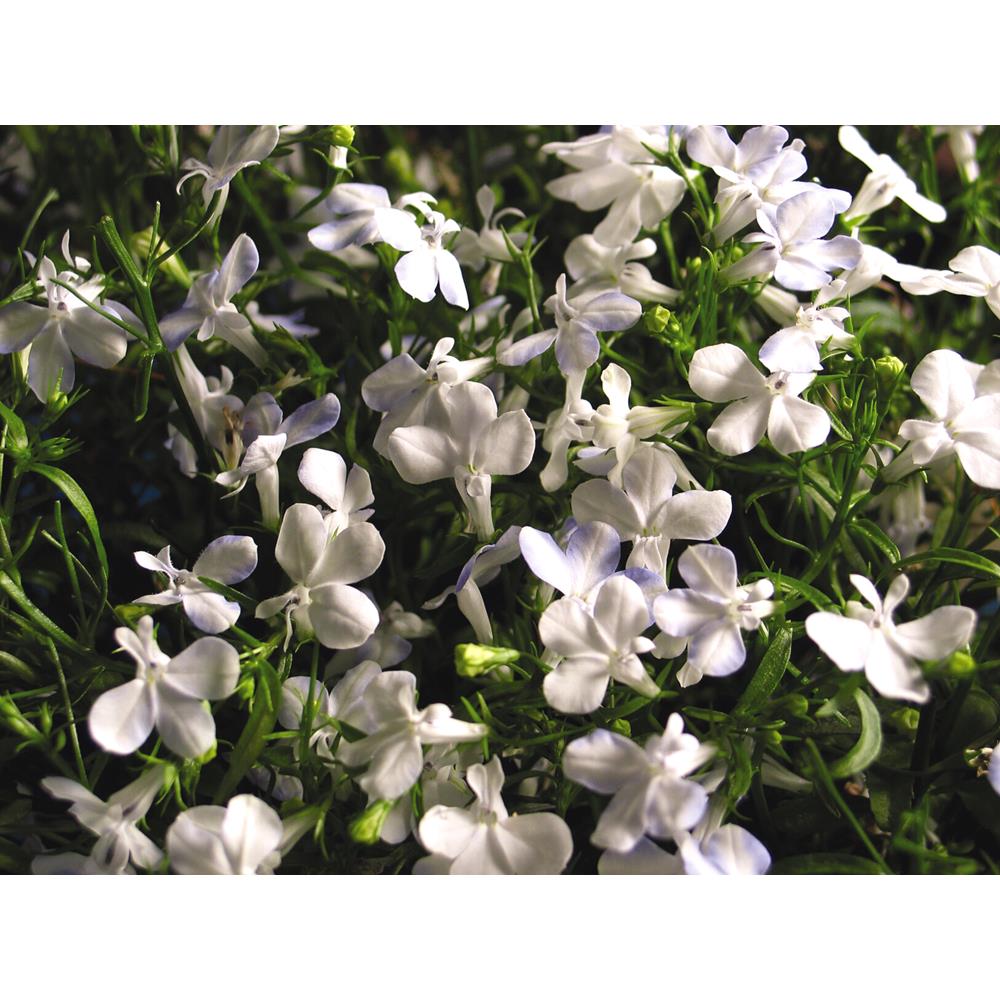 Lobelia Waterfall White Sprkl Strtr Plnts