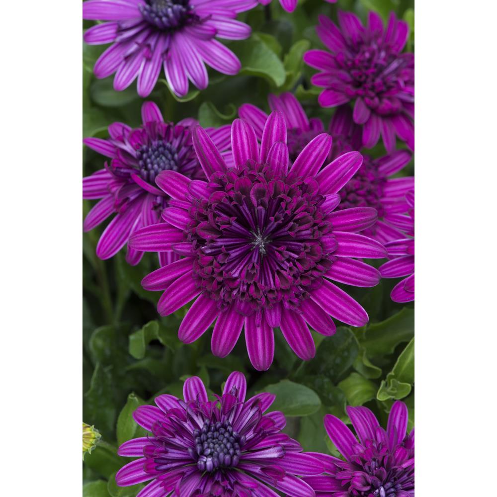 Osteospermum 3D Dbl Prpl Starter Plants