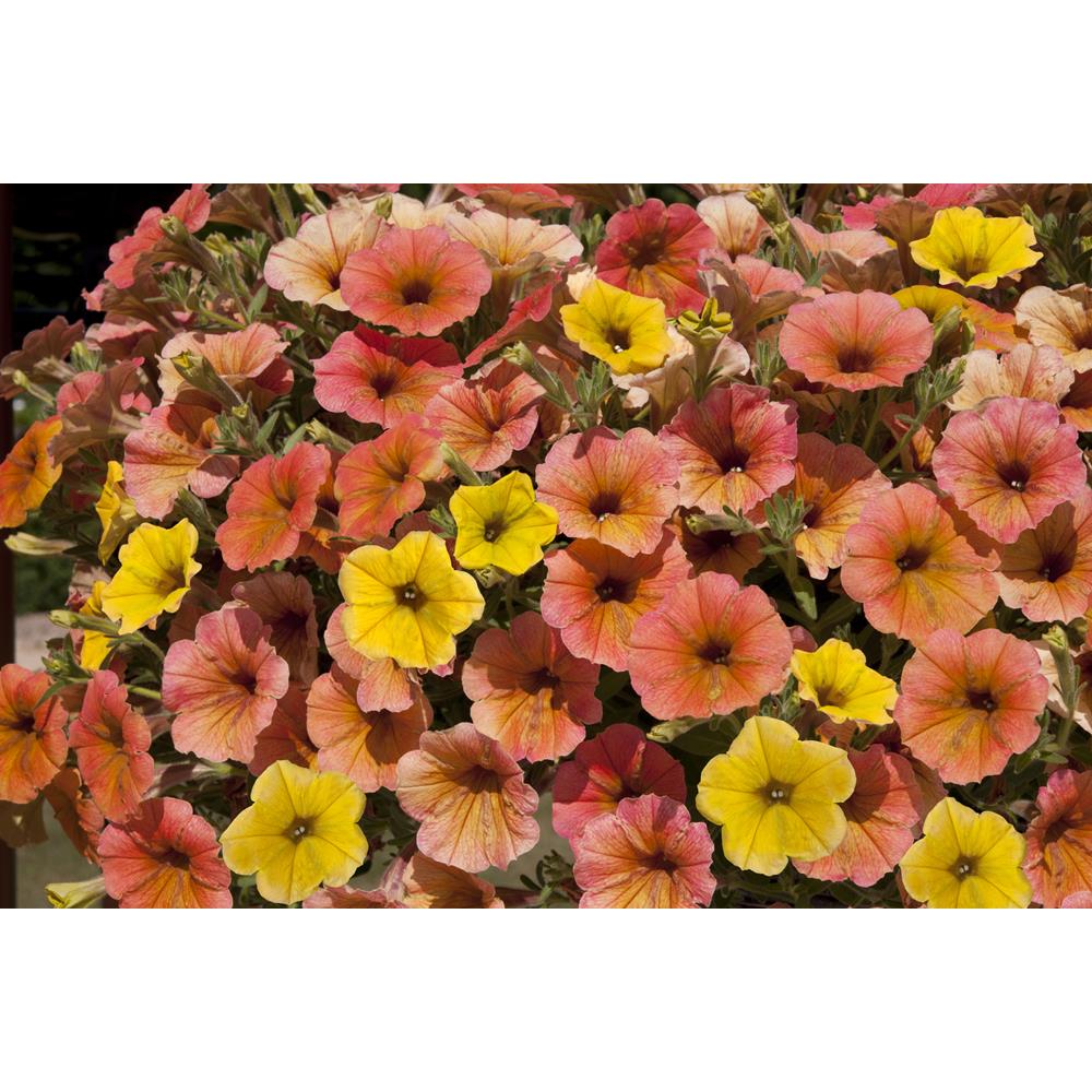 Petunia Cascadia Indian Smr Strtr Plants