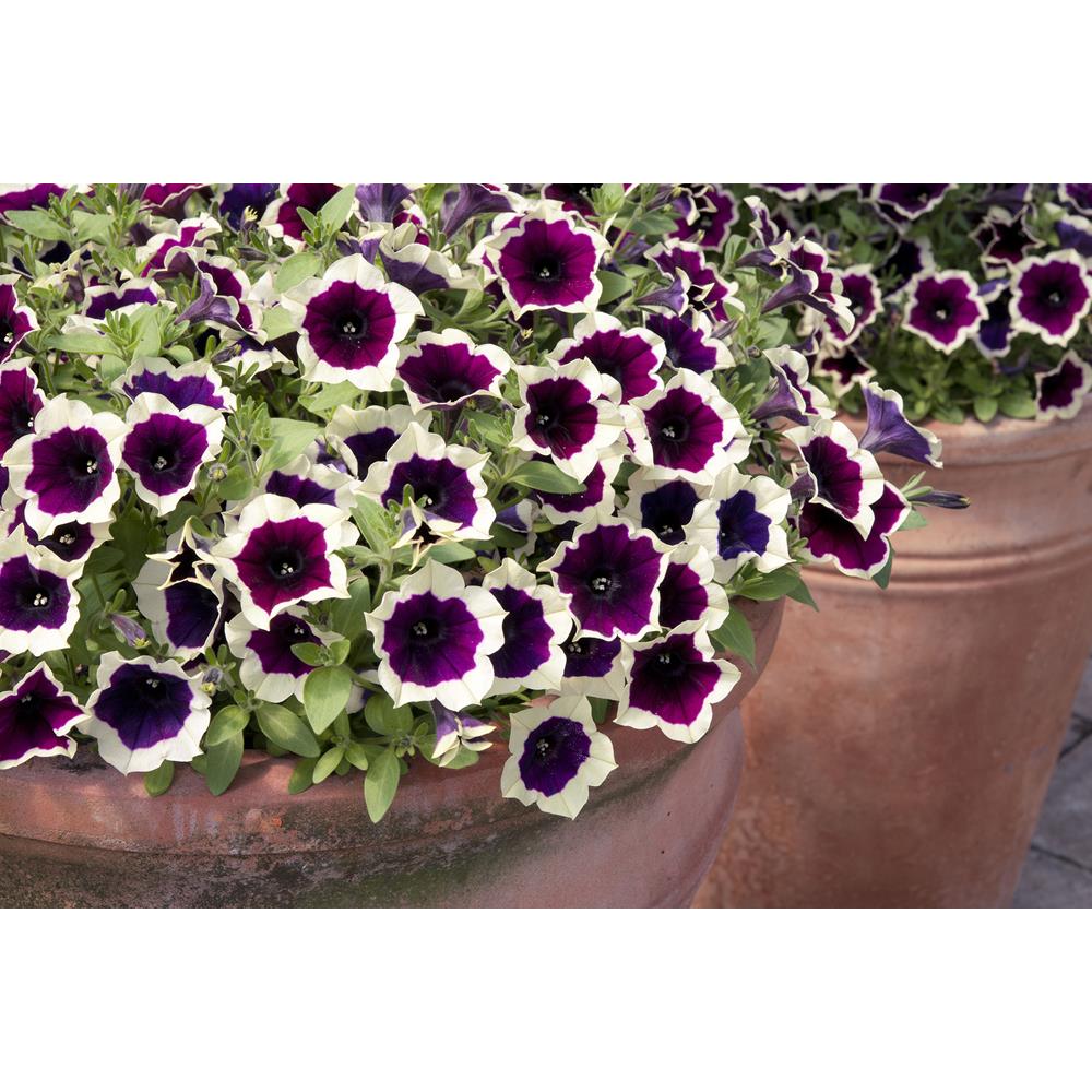 Petunia Cascadia Rim Magenta Strtr Plnts