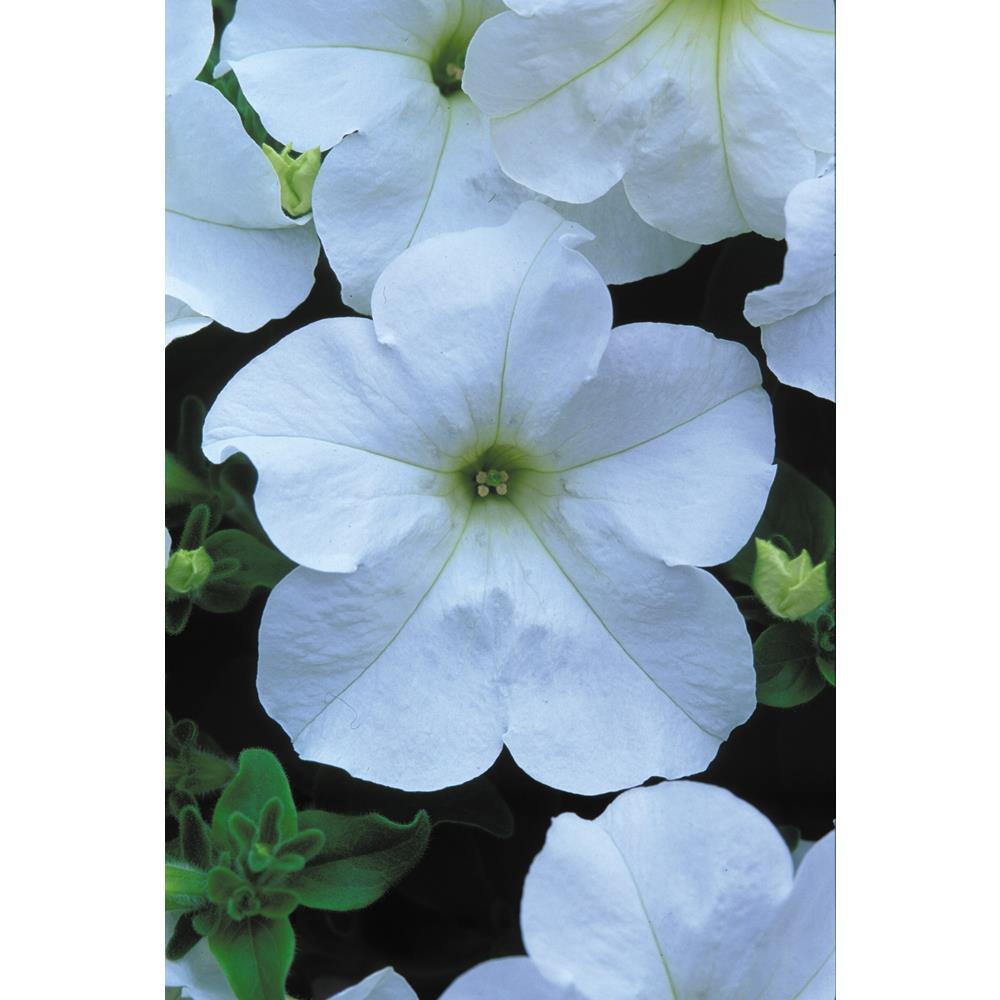 Petunia Fanfare White (P) Starter Plants