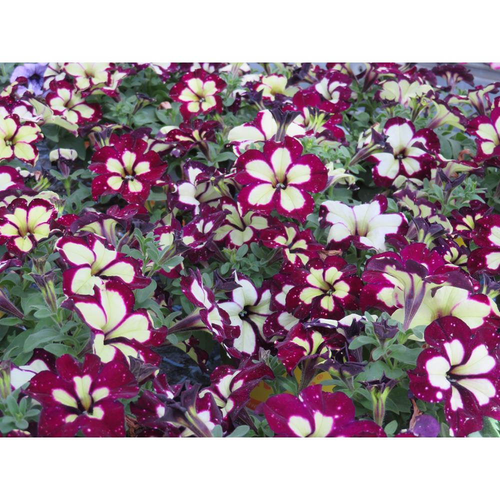 Petunia Lightningsky Starter Plants