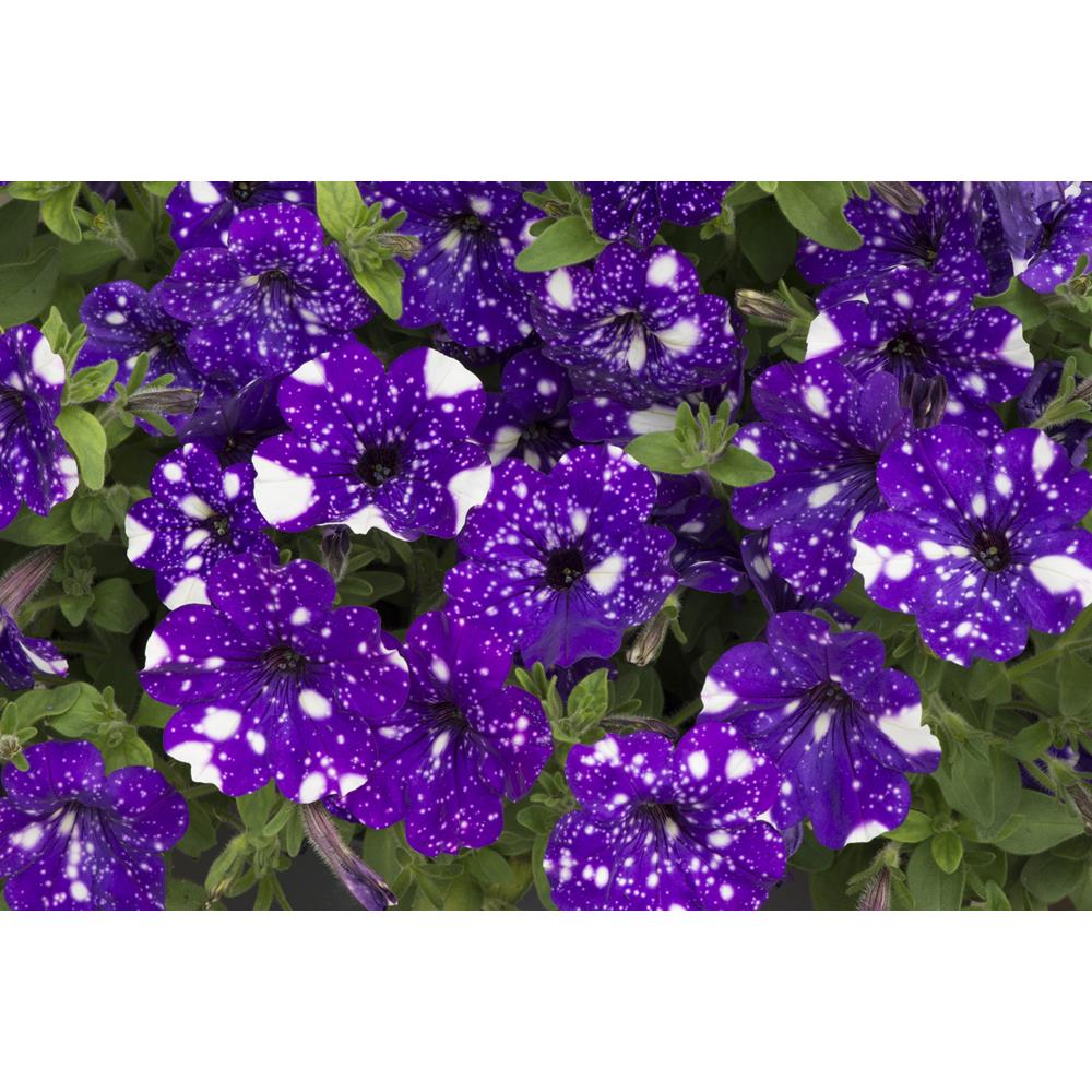 Petunia Nightsky Starter Plants