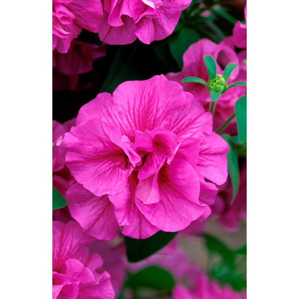 Petunia Tumbelina Candyfloss Strtr Plnts