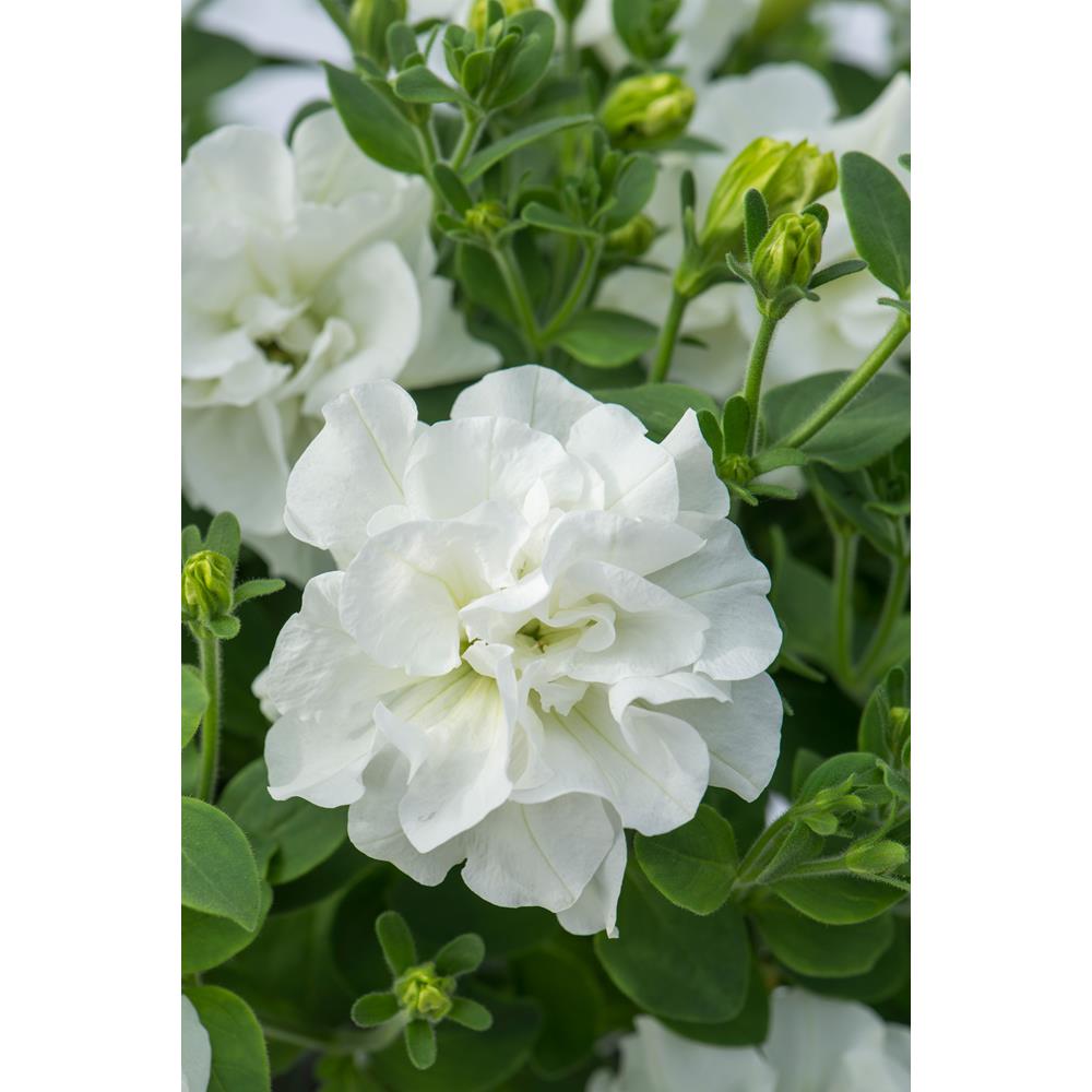 Petunia Tumbelina Diana Starter Plants