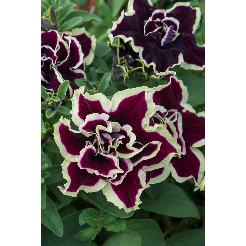 Petunia Tumbelina Superstar Strtr Plants