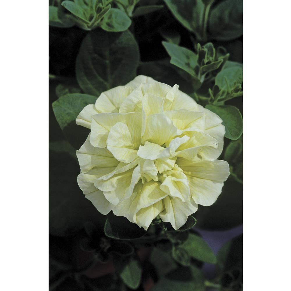 Petunia Tumbelina Susanna Starter Plants