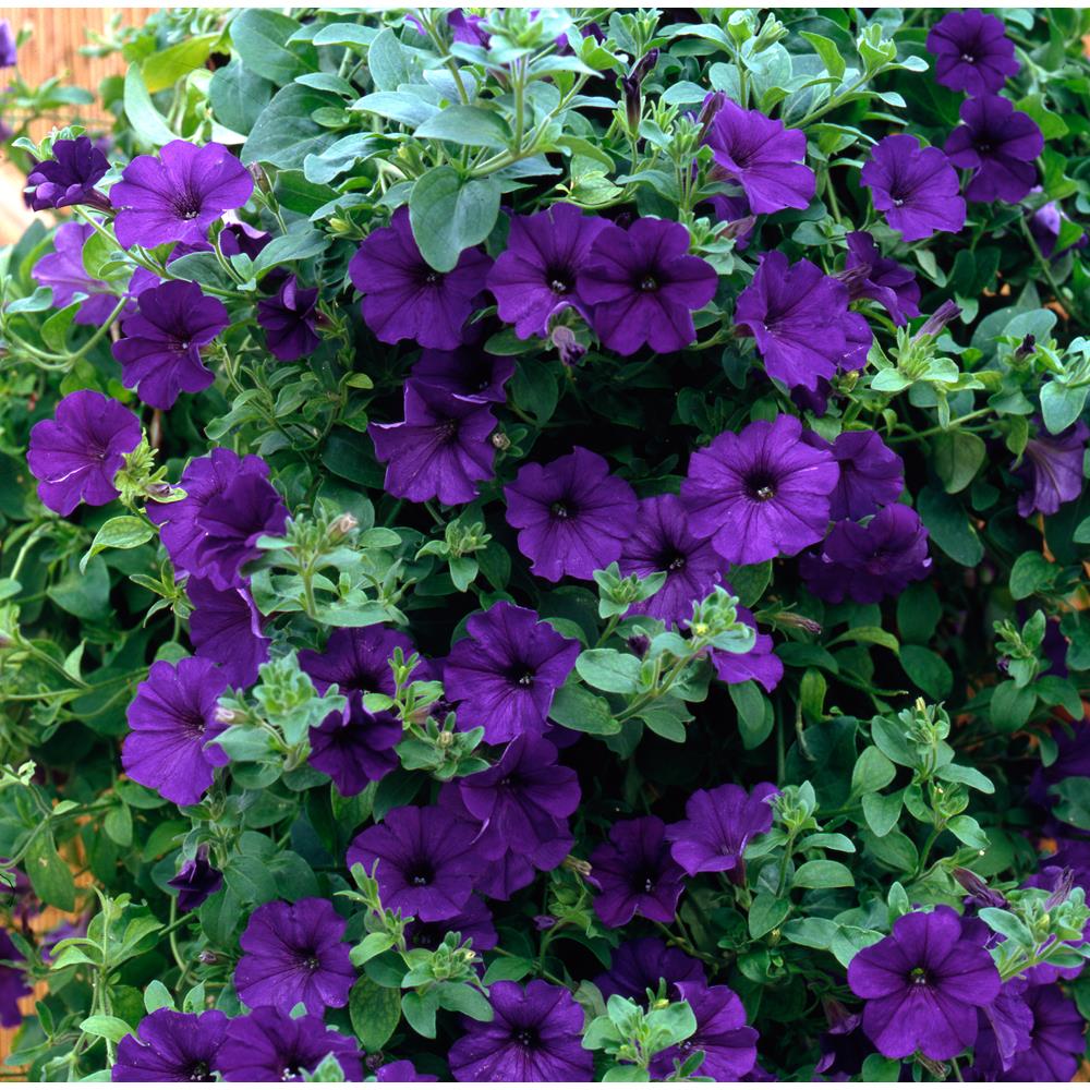 Surfinia Blue Starter Plants