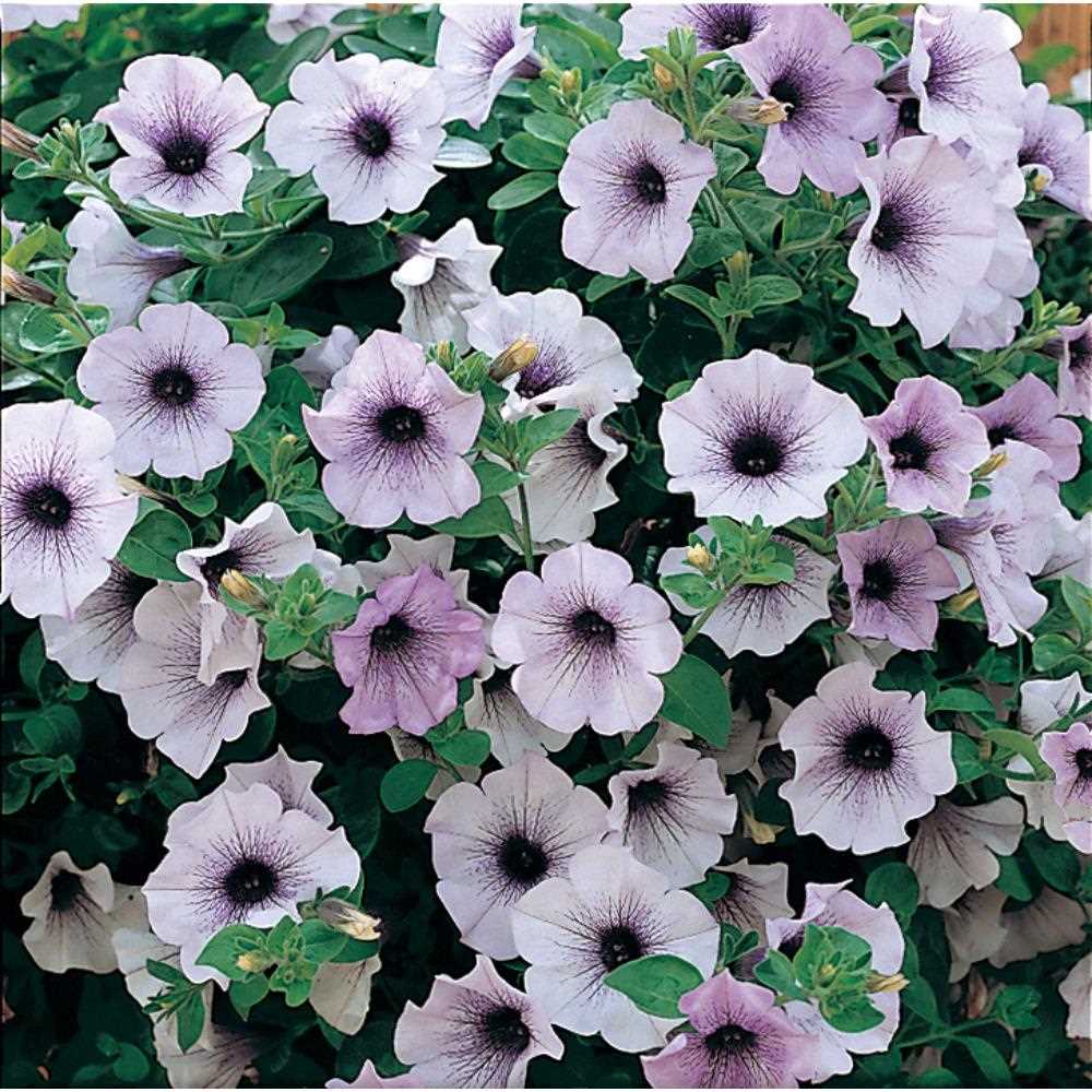 Surfinia Blue Vein Starter Plants