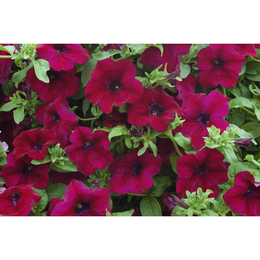 Surfinia Burgundy Starter Plants