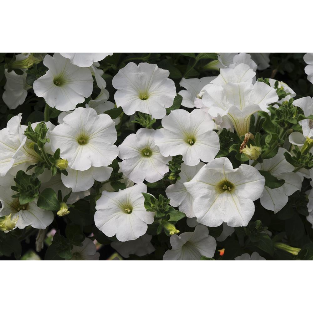 Surfinia Snow Starter Plants