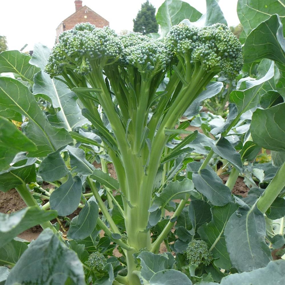 Broccoli Sweet Stem Stemia Veg Strip