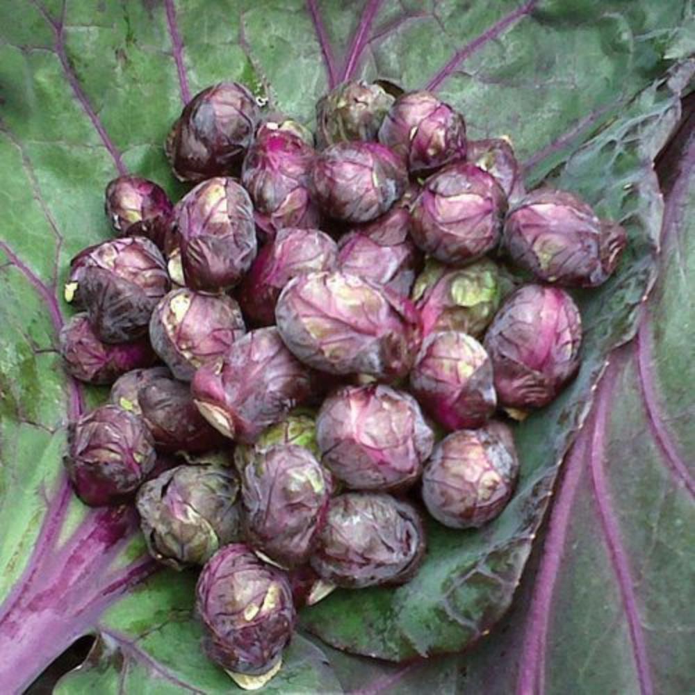 Brussel Sprouts - Red Ball