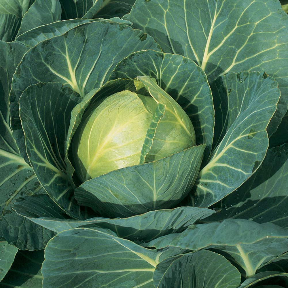Cabbage Round Mozart F1 Veg Strip