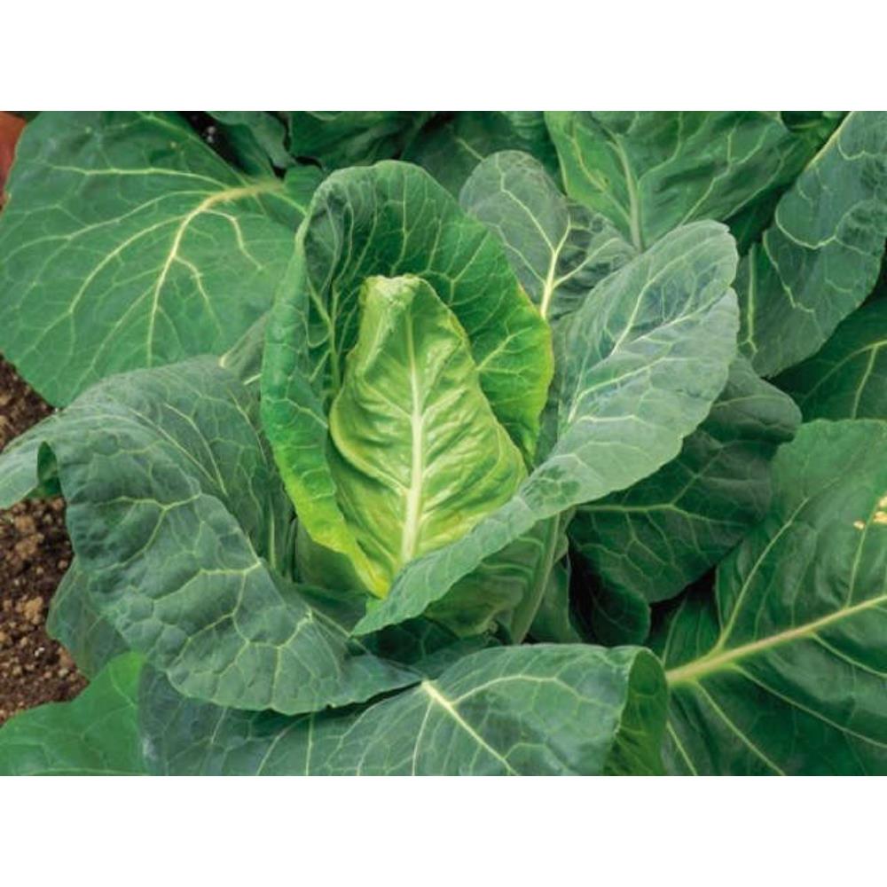 Cabbage Spring Mastergreen Veg Strip