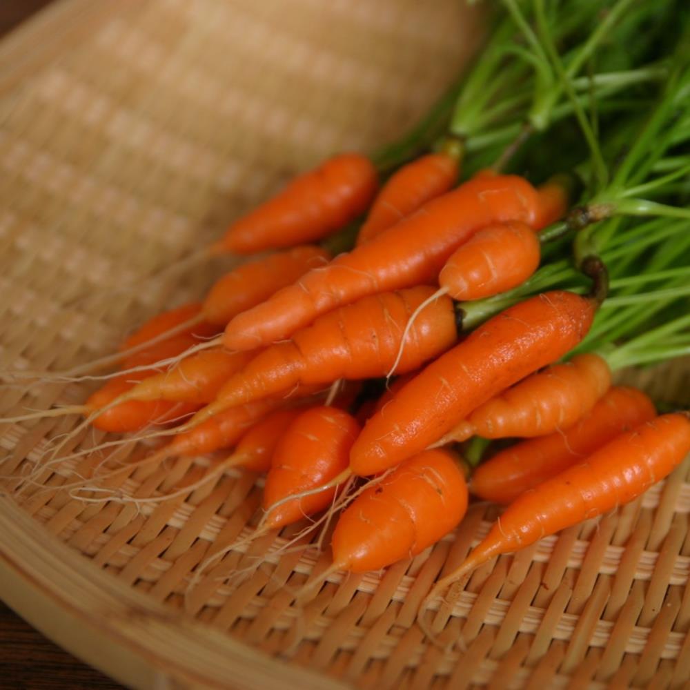 Carrot Baby Round Atlas Veg Strip