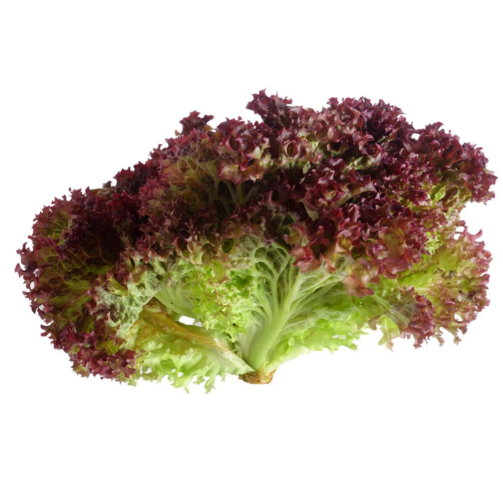 Lettuce Lollo Rosso  Veg Strip
