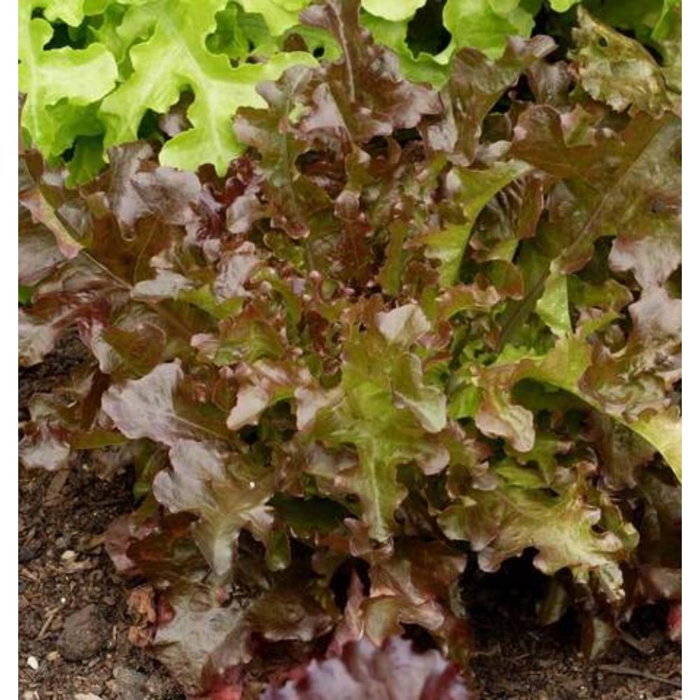 Lettuce Red Salad Bowl  Veg Strip