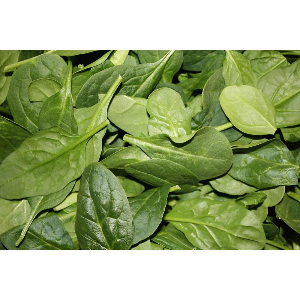 Spinach - Baby Leaf