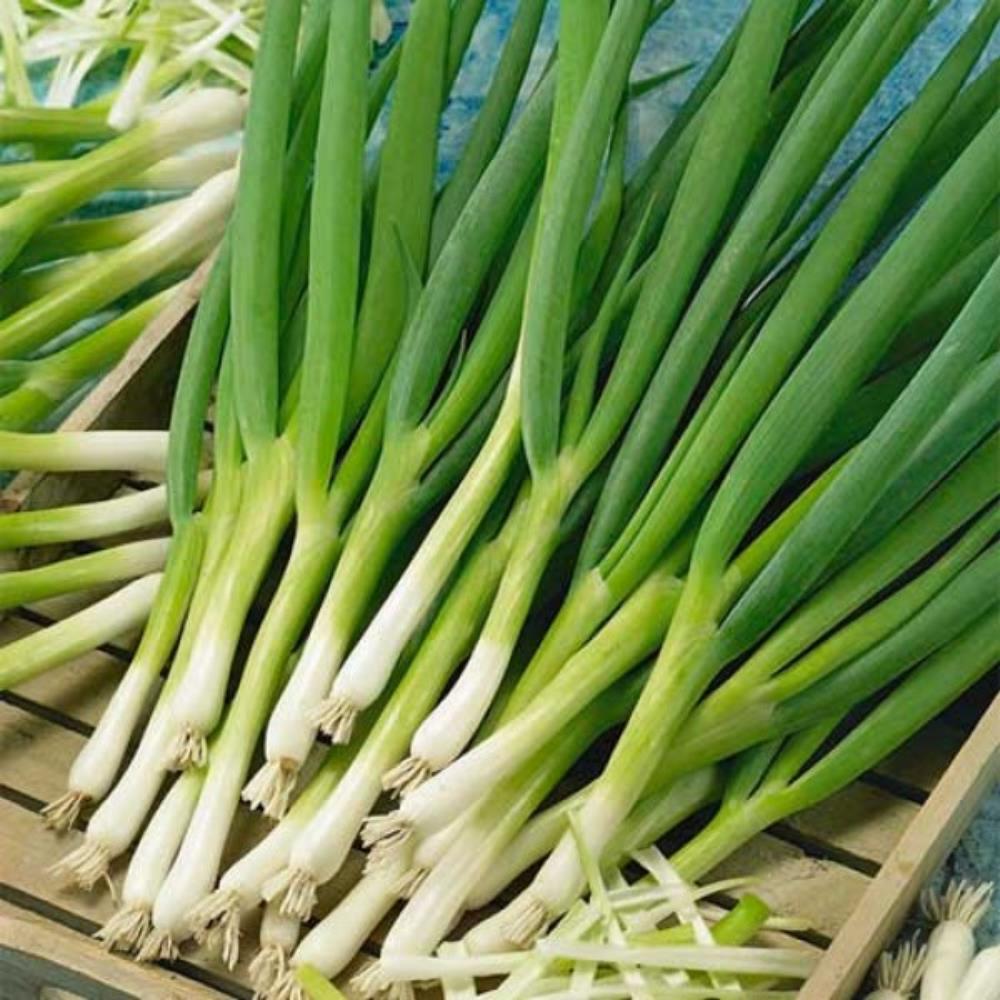 Spring Onion White Lisbon Veg Strip