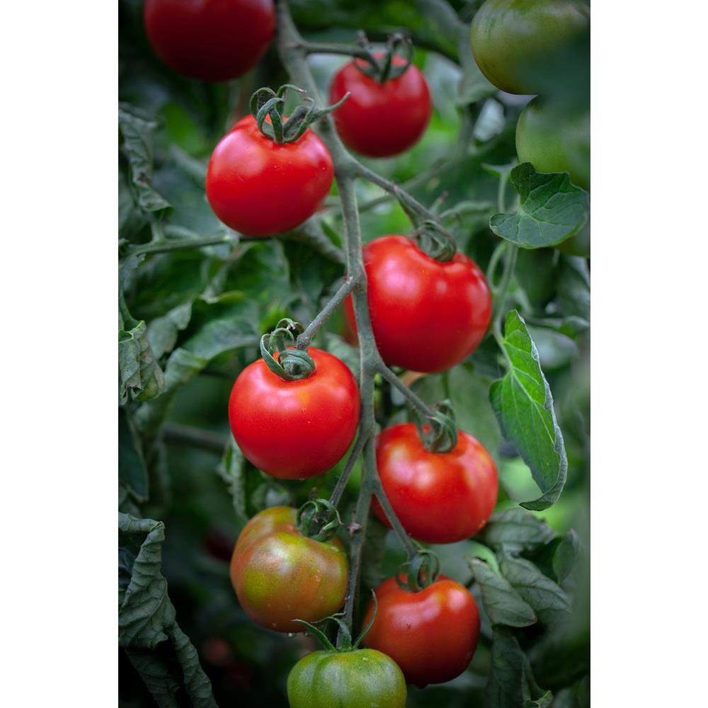 Tomato Ailsa Craig  8.5cm Pot