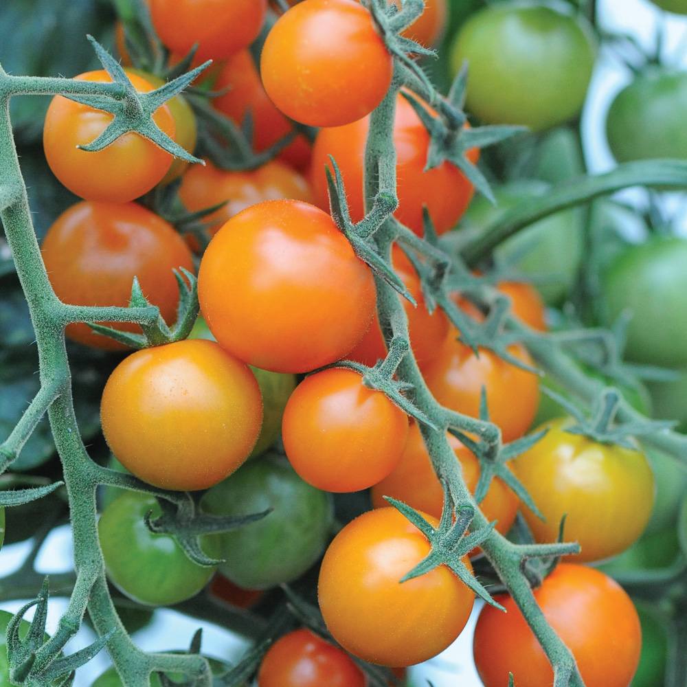 Tomato Sungold  8.5cm Pot