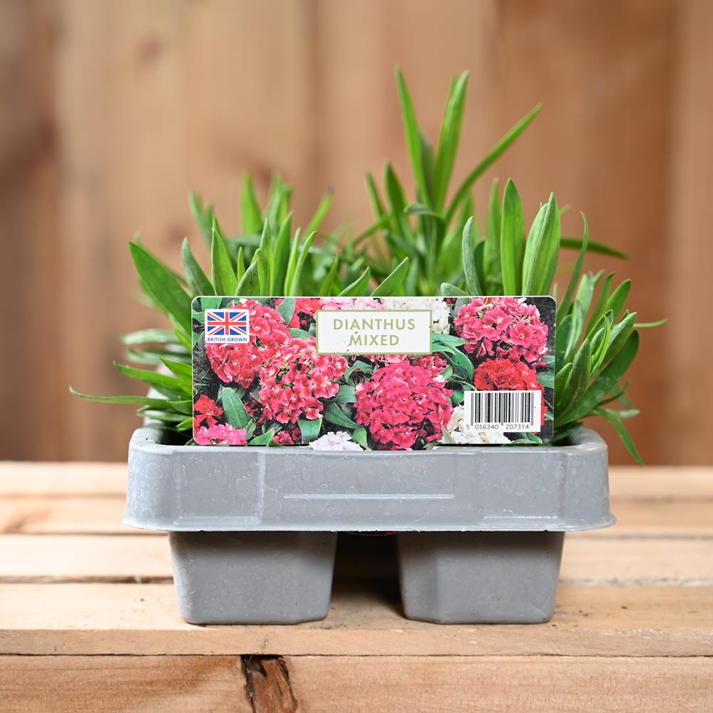 Dianthus Mixed 6 Pack