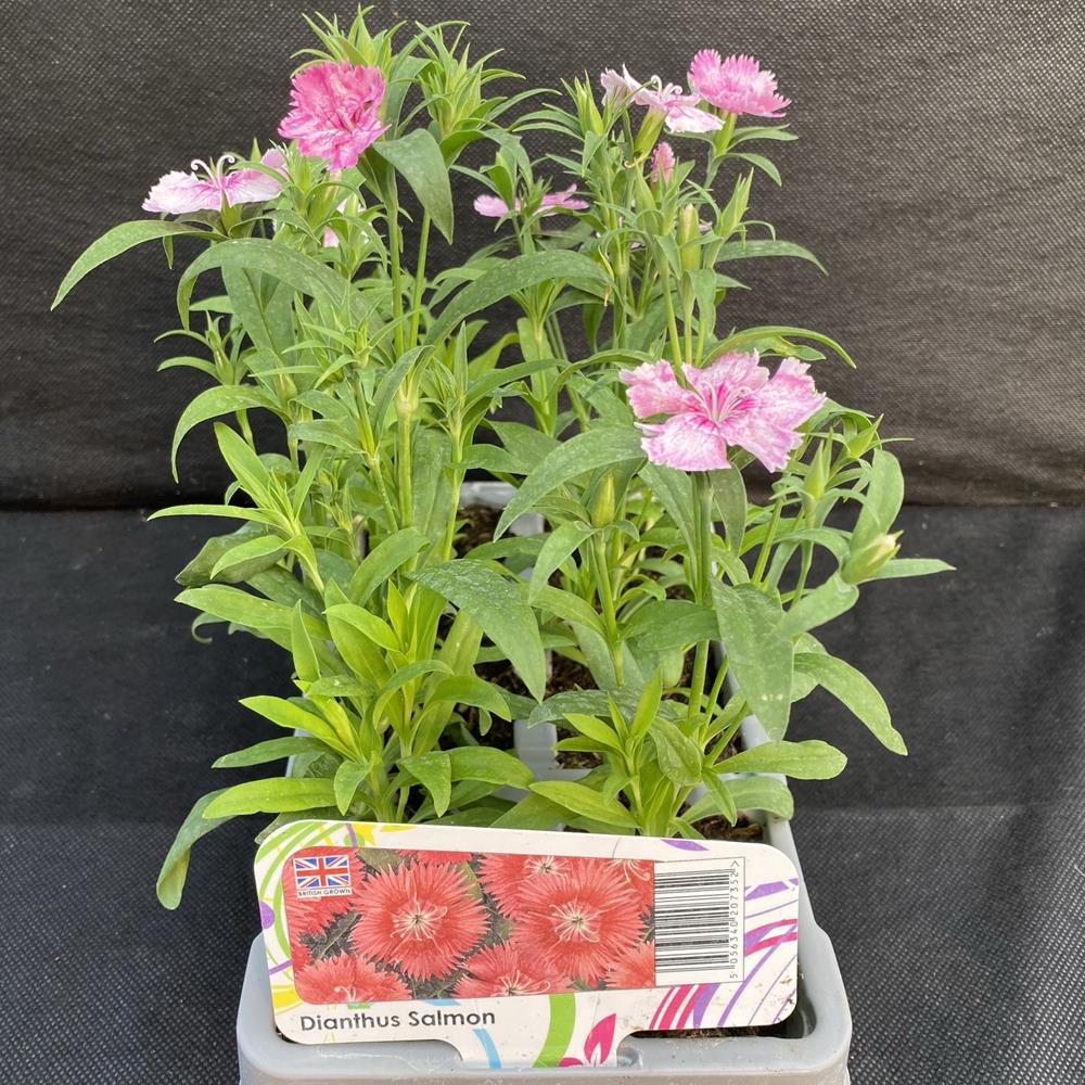 Dianthus Salmon 6 Pack Multipack Polhill Garden Centre