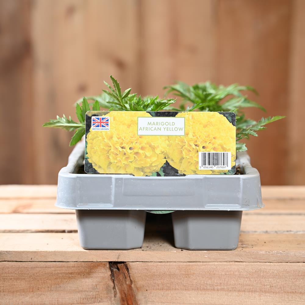 Marigold African Yellow 6 Pack