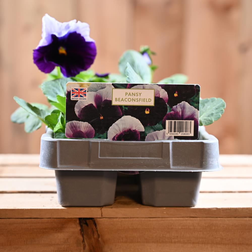 Pansy Beaconsfield 6 Pack