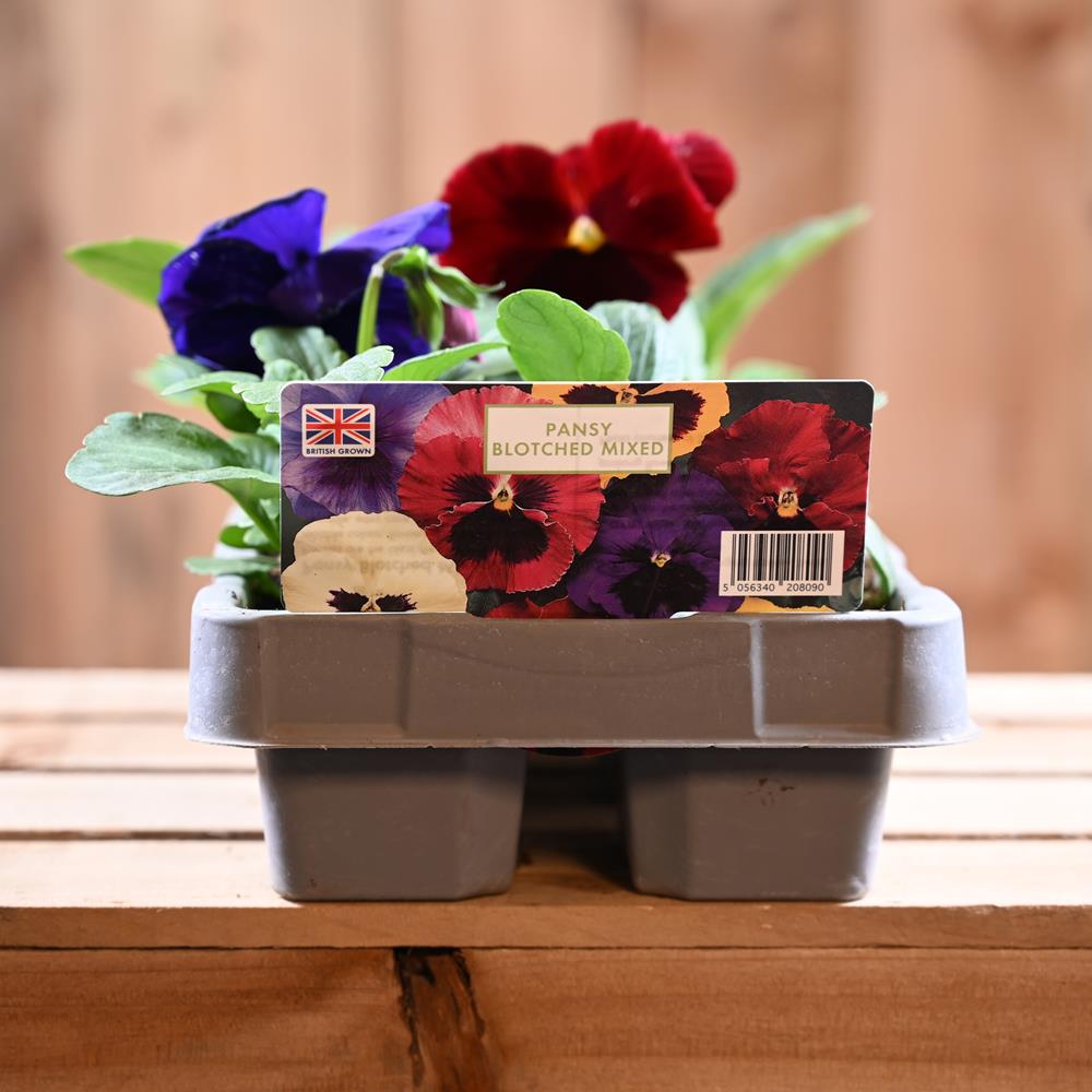 Pansy Blotched Mix 6 Pack