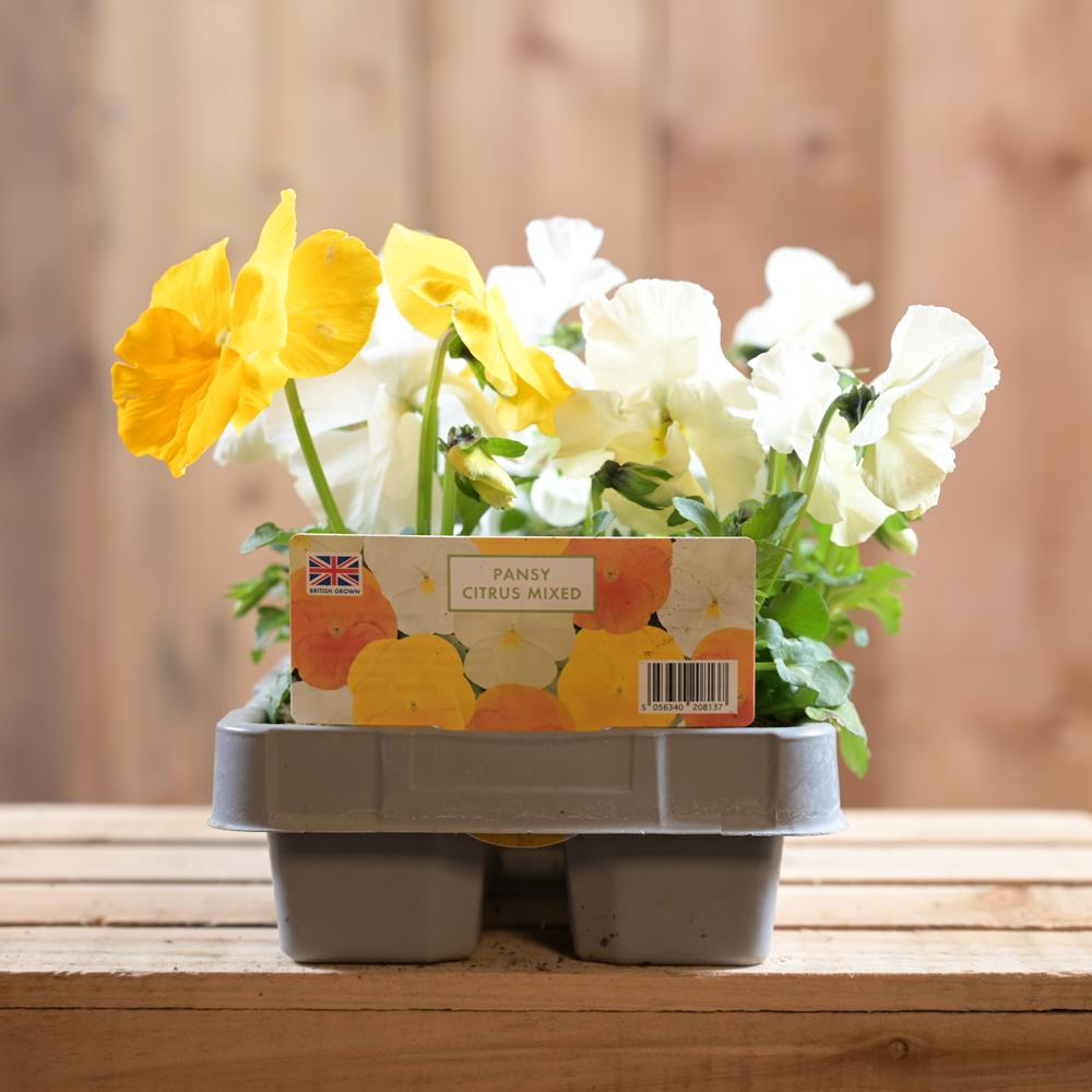 Pansy Citrus 6 Pack