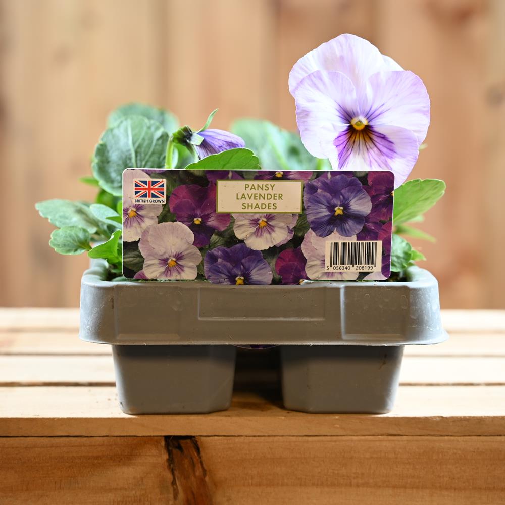 Pansy Lavender Shades 6 Pack