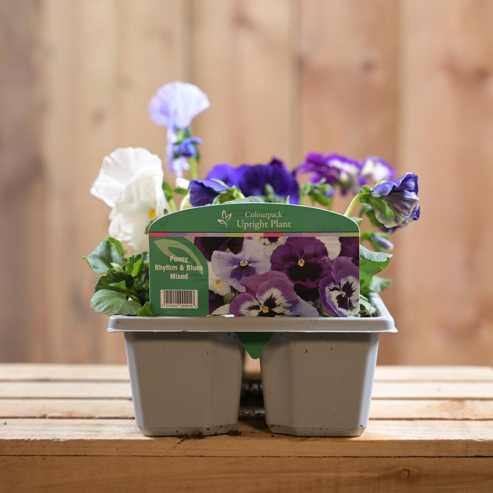 Pansy Rhythm And Blues Mix 6 Pack