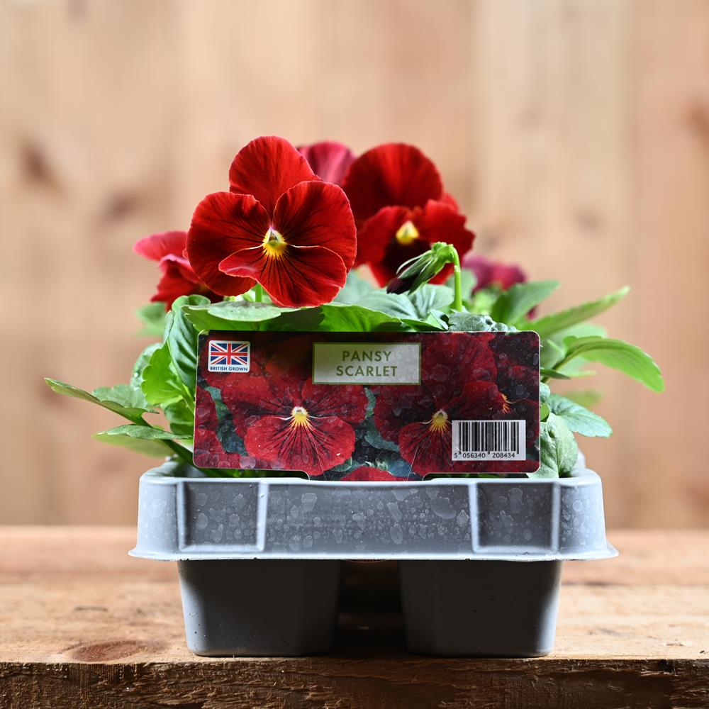 Pansy Scarlet Six Pack