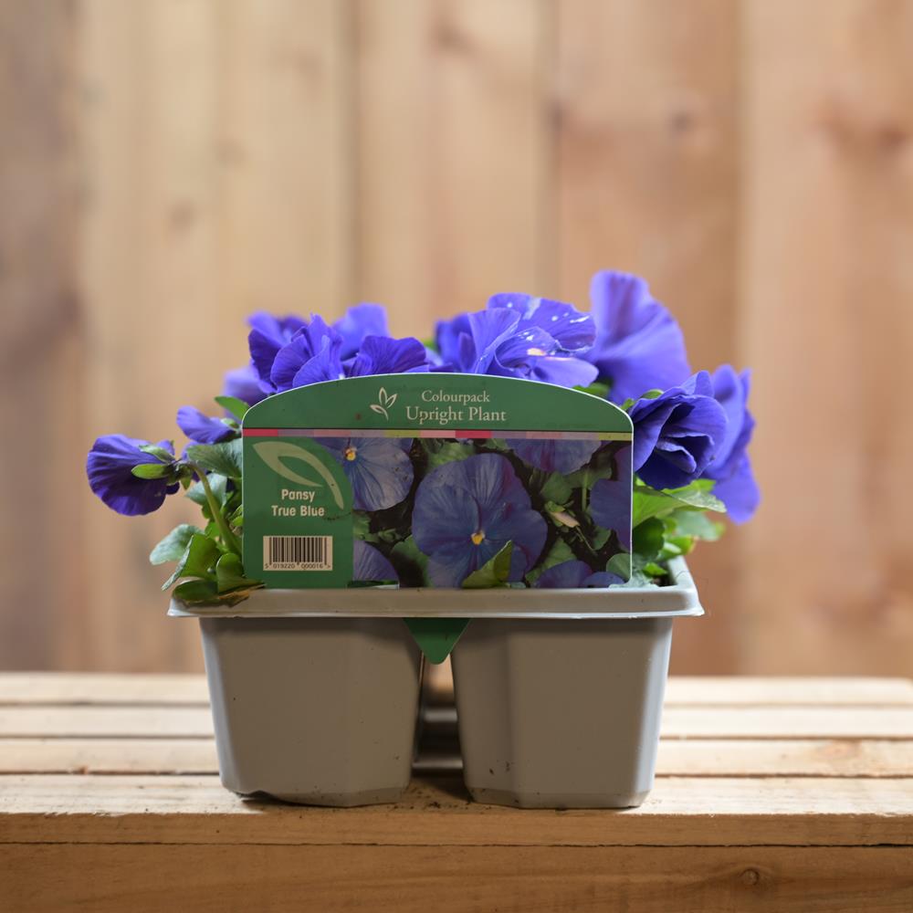Pansy True Blue 6 Pack