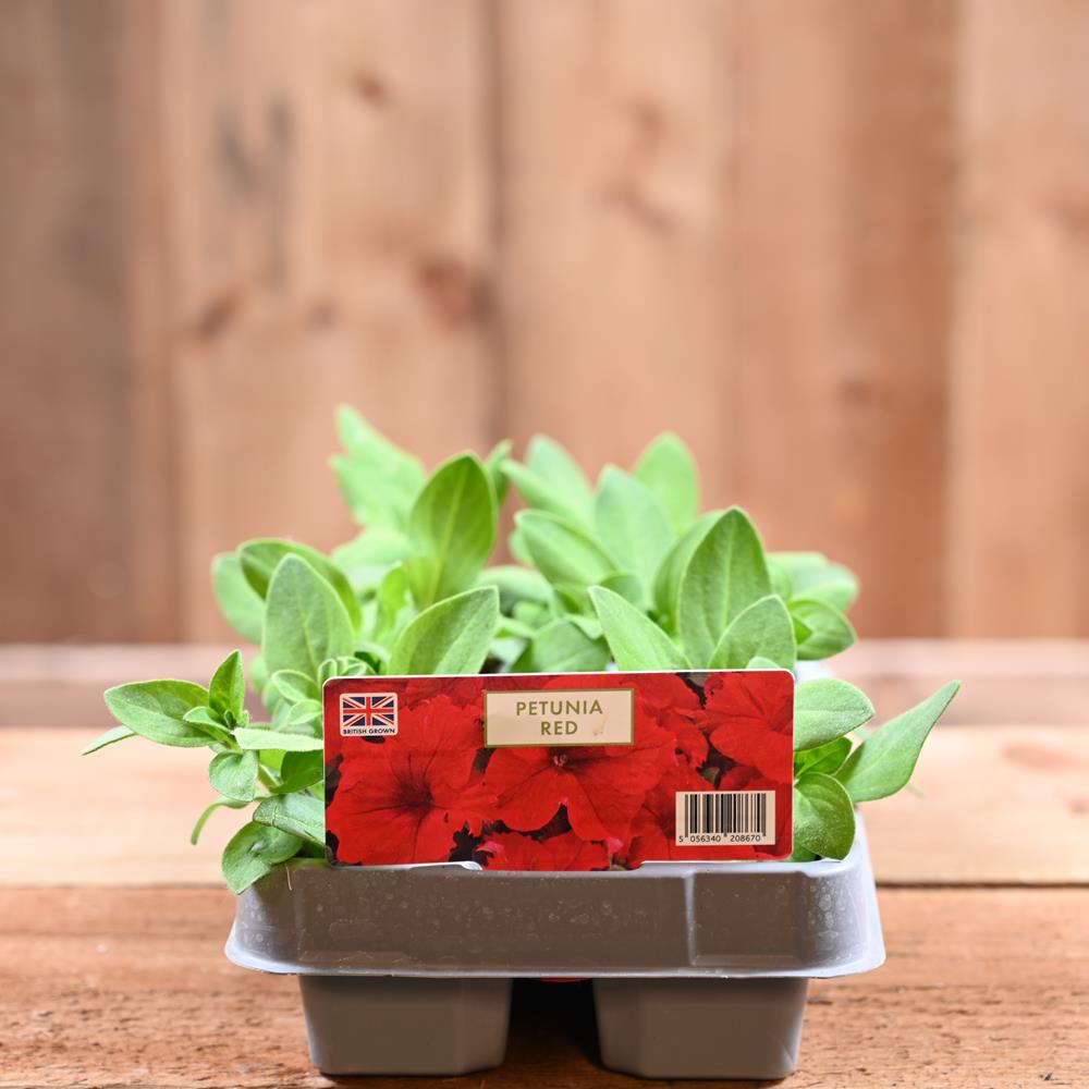 Petunia Red 6 Pack