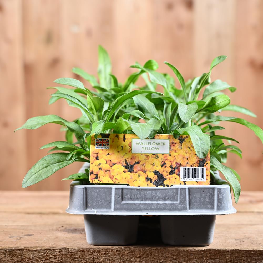 Wallflower Yellow 6 Pack
