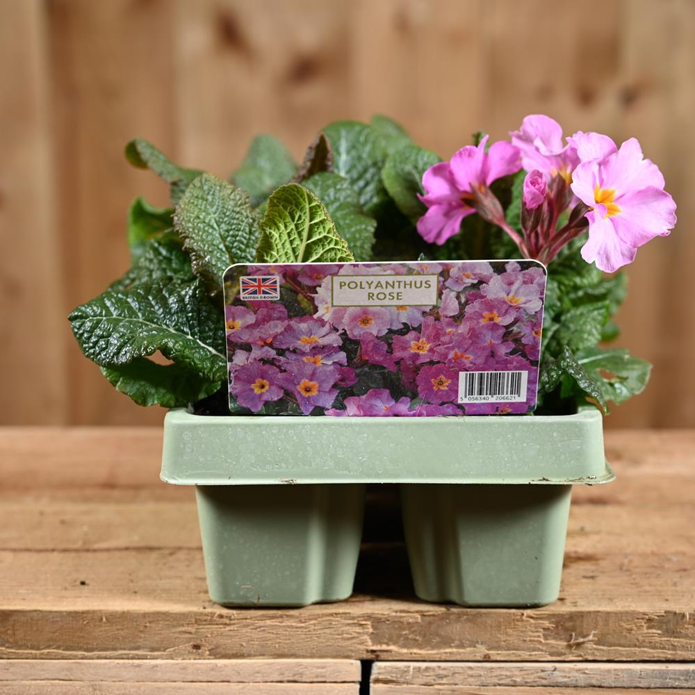 Polyanthus Rose Jumbo 6 Primula