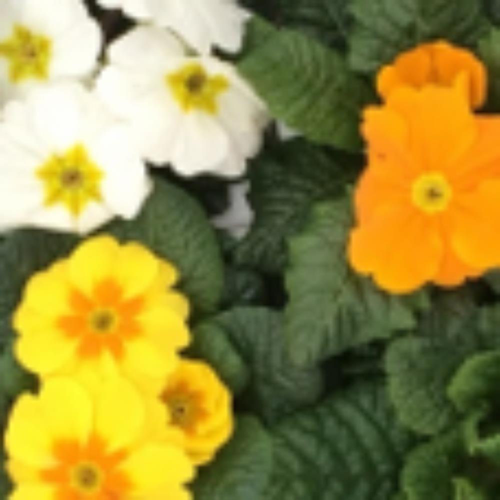 Primrose Daffodil Mixed Jumbo 6 Primula