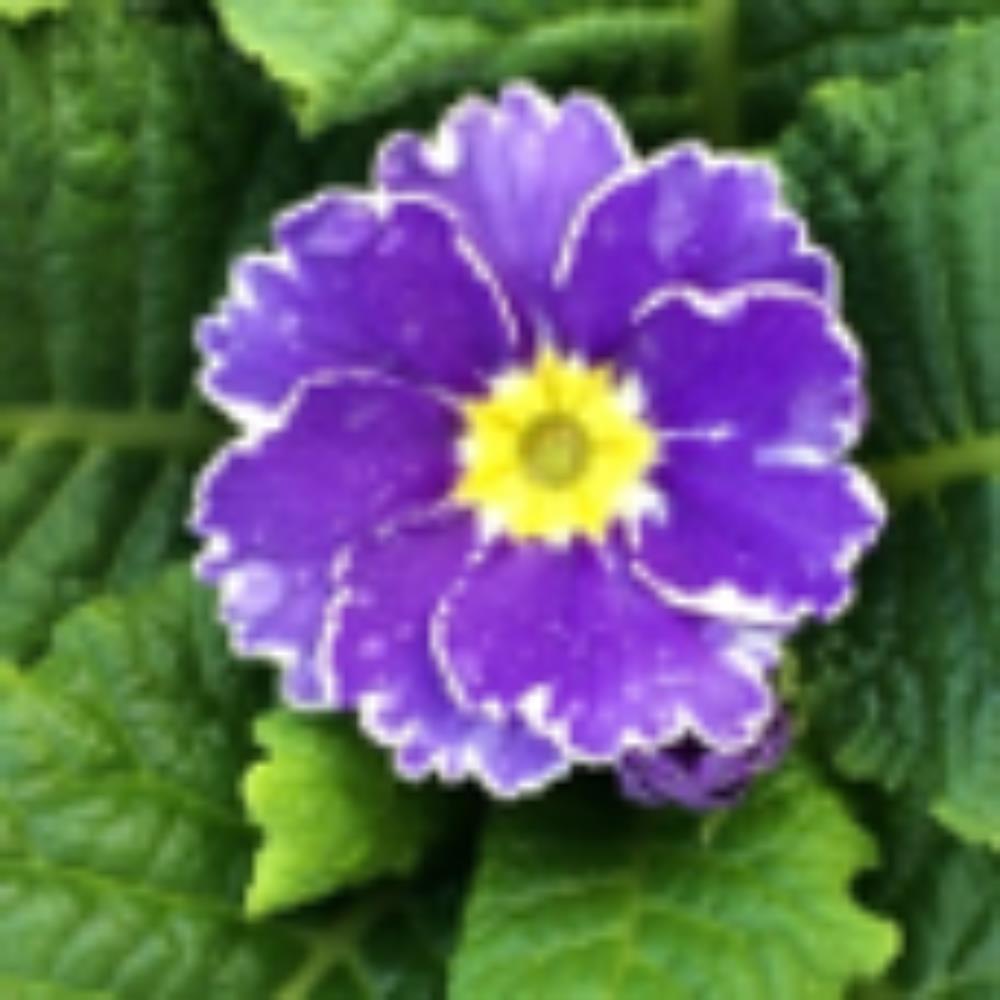 Primrose Sparkly Blue Jumbo 6 Primula