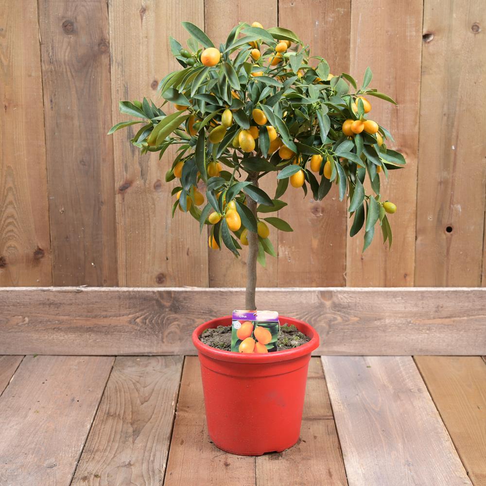 Kumquat Mini Stem 70-80cm 20cm pot