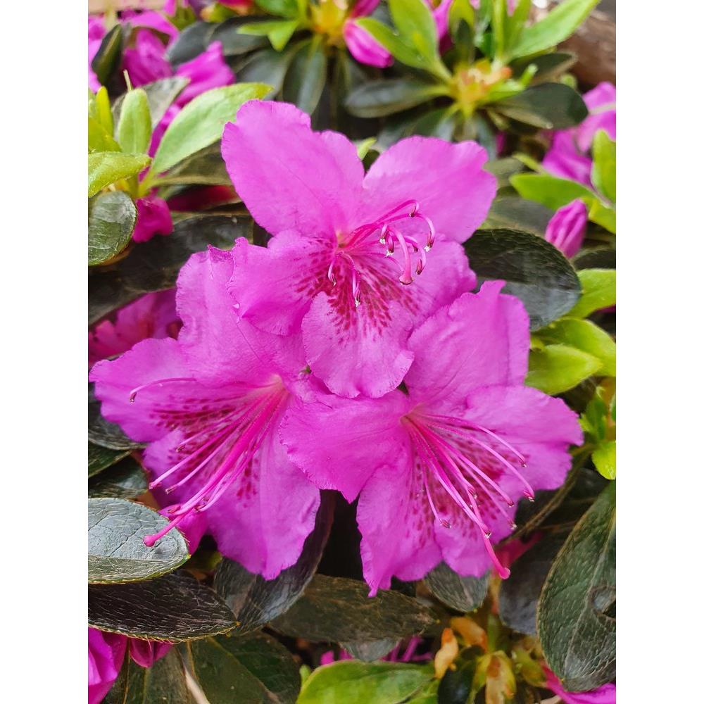 Evergreen Azalea Konigstein 3L