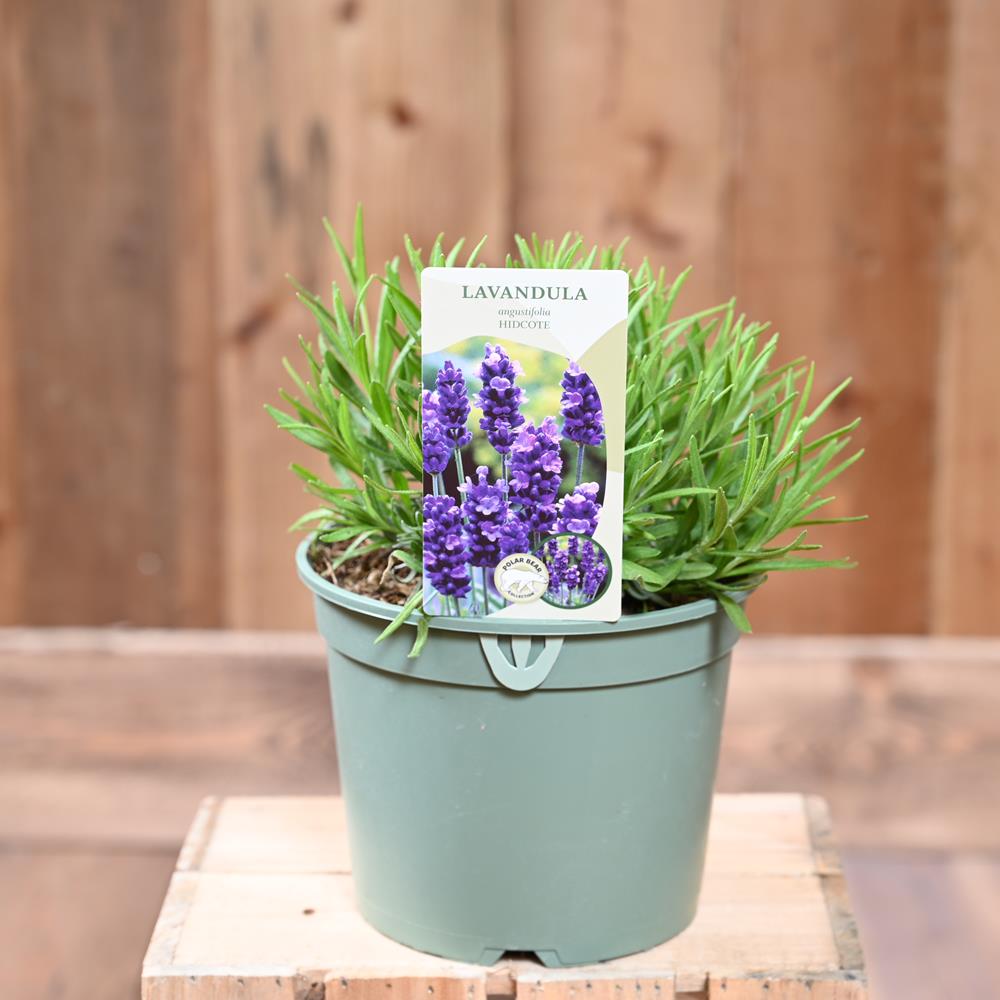 Lavandula Angustifolia Hidcote 17cm Pot Evergreen Shrubs Polhill Garden Centre 0593